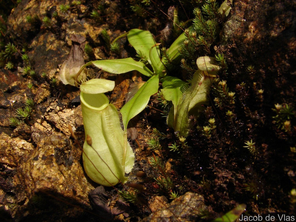 Nepenthes distillatoria L.